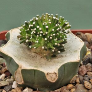 mammillaria-luethyi-3