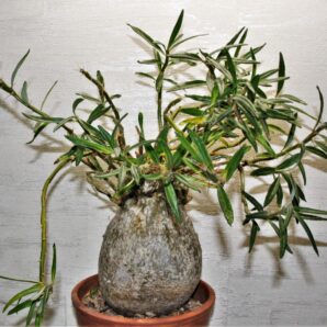 pachypodium-succulentum