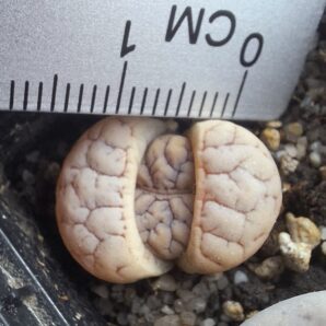 Lithops gracilidelineata v.waldroniae C189