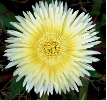 «Pigface» Carpobrotus edulis