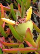Плод Carpobrotus edulis