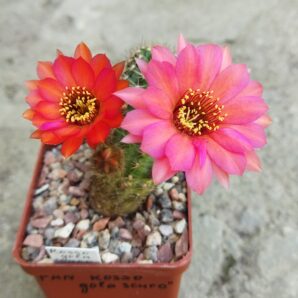 Chamaecereus hybrid Rosso Golla Scuro
