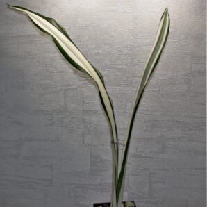 sansevieria-trifasciata-v.-laurentii-f.-variegatet