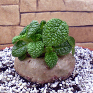 Sinningia bullata (дорослий екземпляр - крупний каудекс)