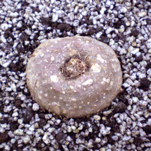 Sinningia werdermannii (дорослий екземпляр - крупний каудекс)