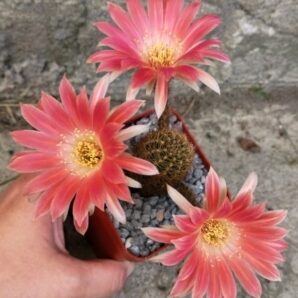 Chamaecereus hybrid Pan19.374.002 Ubar