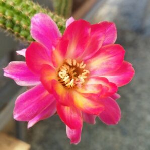 Chamaecereus hybrid Pan17.8.111 Nama