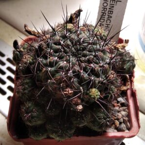 Sulcorebutia steinbachii v. horrida WR259/1 -пагони-