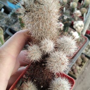 Escobaria organensis -e Bishops-MG-cube-7cm-