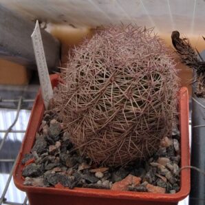 Echinomastus dasiacanthus SB48 -cube-7cm-своє коріння-