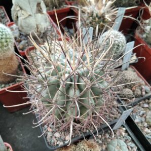Glandulicactus uncinatus РР958-El Nunez- -cube-9cm-