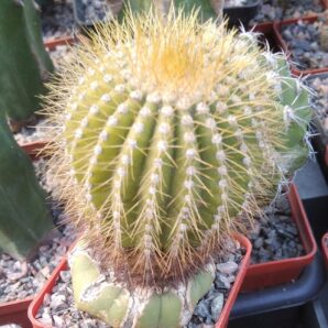 Uebelmania flavispina -cube-6cm-