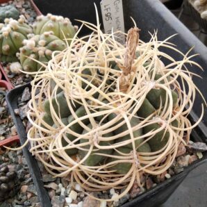 Gymnocalycium monvillei v. steineri LF95 -cube-9cm-