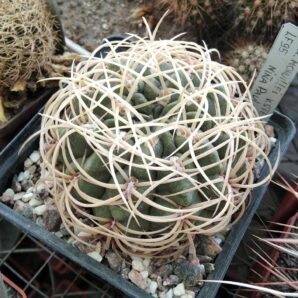 Gymnocalycium monvillei v. steineri LF95 -cube-10cm- 1500