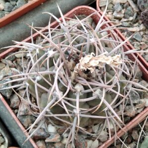 Gymnocalycium knollii WO 066 -cube-7cm-