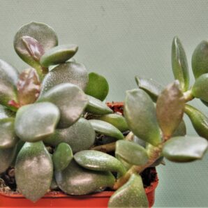 adromischus-hemisphaericus-1.