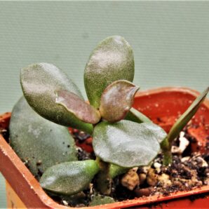 adromischus-hemisphaericus-2