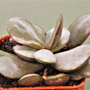 adromischus-liebenbergi-skitterykloof-south-africa-3