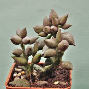 adromischus-marianae-v.-alveolatus