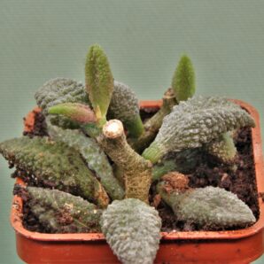 adromischus-marianiae-herrei-kourkammaberg-1