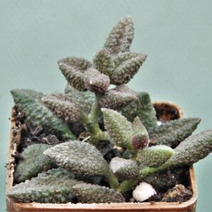 adromischus-marianiae-herrei-kourkammaberg-2