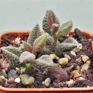 adromischus-marianiae-herrei-kourkammaberg-3