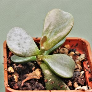 adromischus-triflorus-swartberg-1.