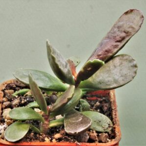 adromischus-triginus-2