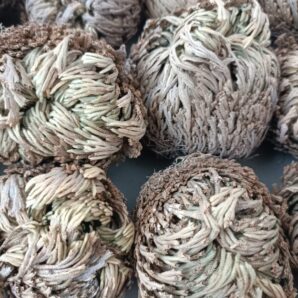 Selaginella lepidophylla селагінелла чешуелистная