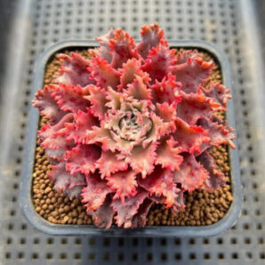 Graptoveria 'Starfire'