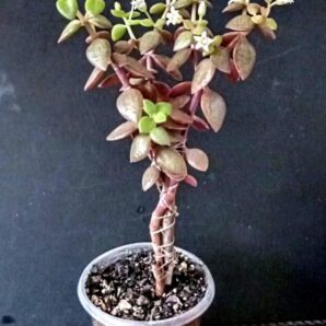 Crassula volcensii