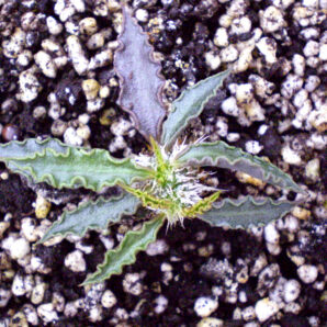 Euphorbia cap-saintmariensis