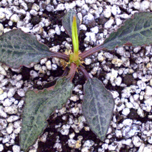 Euphorbia francoisii №1