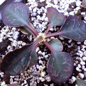 Euphorbia francoisii №2