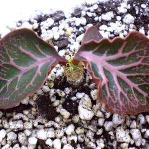 Euphorbia francoisii №3