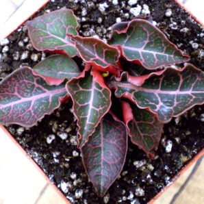 Euphorbia francoisii №4