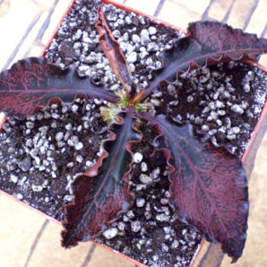 Euphorbia francoisii №5