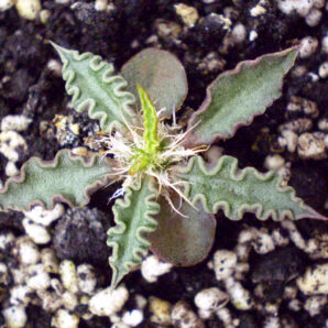 Euphorbia hybrid cap-saintmariensis