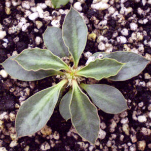 Euphorbia hybrid X1/a001