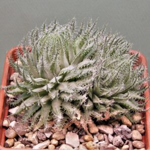 haworthia-arachnoidea-3.