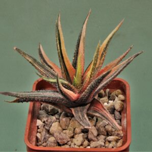 haworthia-attenuata-variegata
