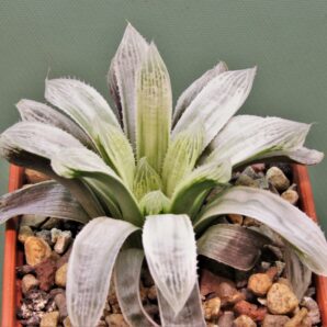 haworthia-cooperi-variegata-1