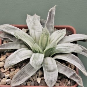 haworthia-cooperi-variegata-2