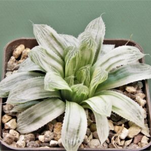 haworthia-cooperi-variegata-3