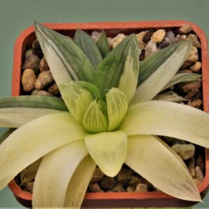 haworthia-cooperi-varitgata-4.