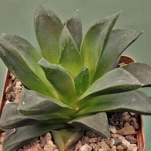 haworthia-cumbiformis-3