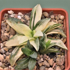 haworthia-great-white-1