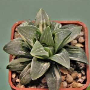 haworthia-hidelbergensis-variegata-5