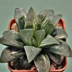 haworthia-hidelbergensis-variegata-7