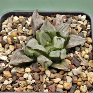 haworthia-ice-citi